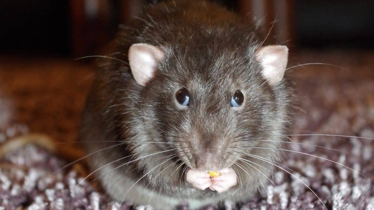 Dératisation : une étape essentielle pour gérer la population de rats et de souris